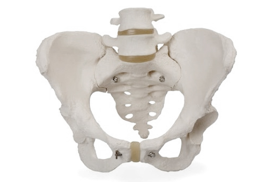 Human Female Pelvis Skeleton Model