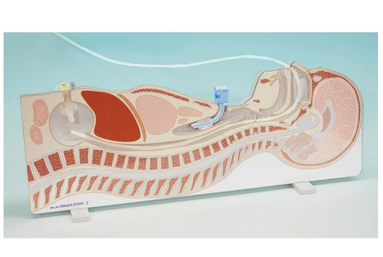 Nasogastric (NG) Trainer Side Plate