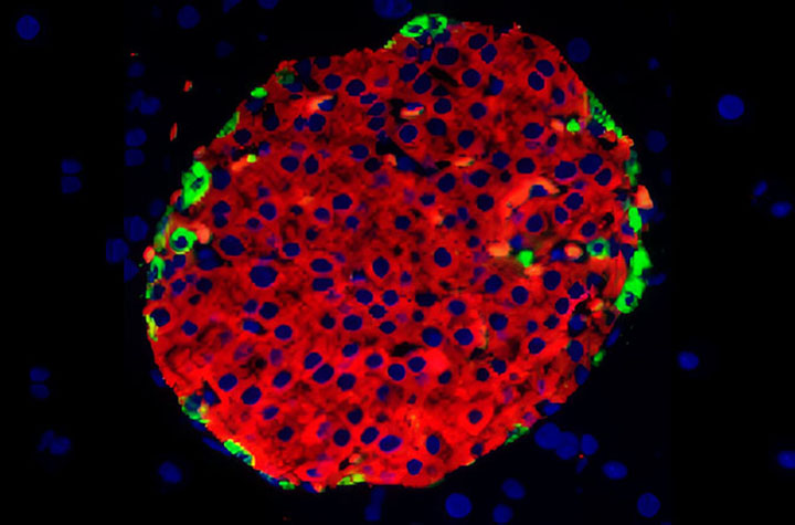 Endocrine cells of the pancreas