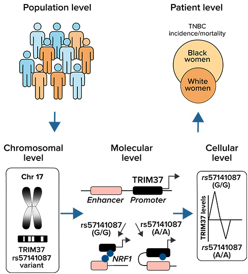 TRIM37 is a genetic driver 