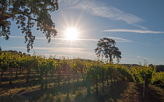 Toasting wine glasses