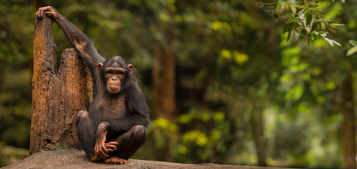 A single genetic mutation may  have made humans more vulnerable than chimpanzees to cancer 