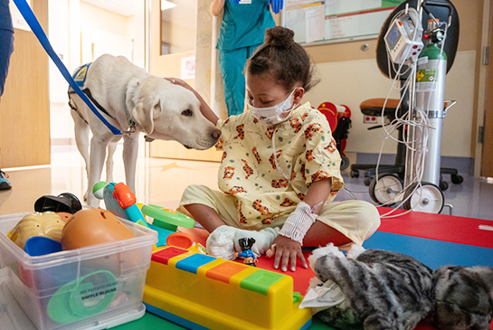 A trained dog visiting a child in a playroom.