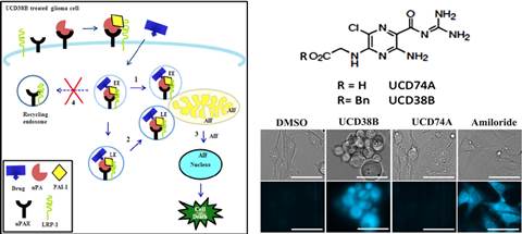 Anti-cancer molecules kill GSCs