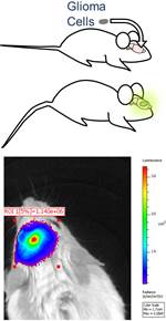 GBCs in mice