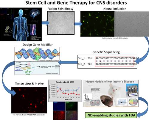 Pipeline for gene modification therapies