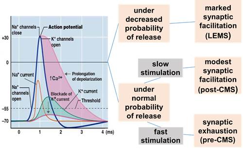 Effect of 3,4-DAP at the NMJ