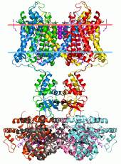 ion channels