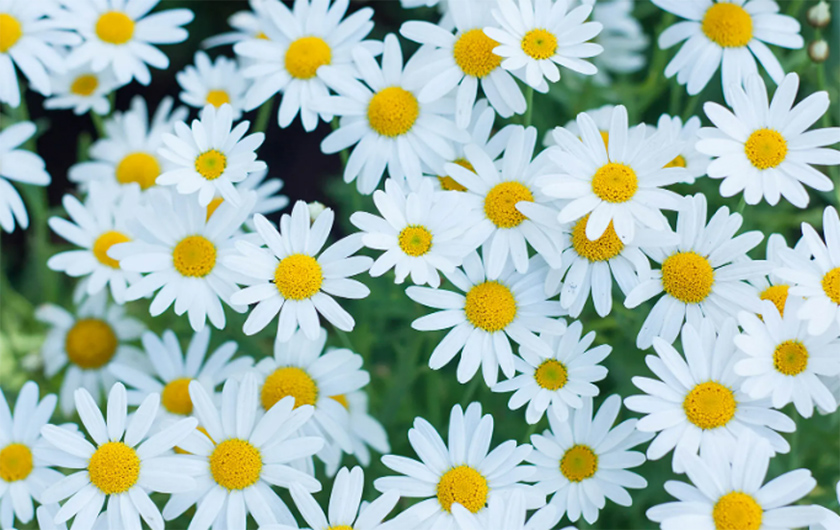 daisy image