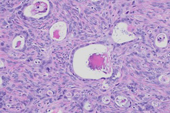 Histologic sections 20x