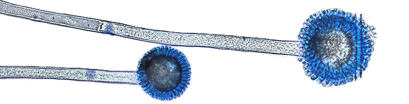 Microbiology page banner