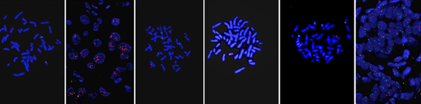 Molecular Diagnostics collage