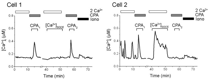 CPA12