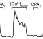 CPA12Nail