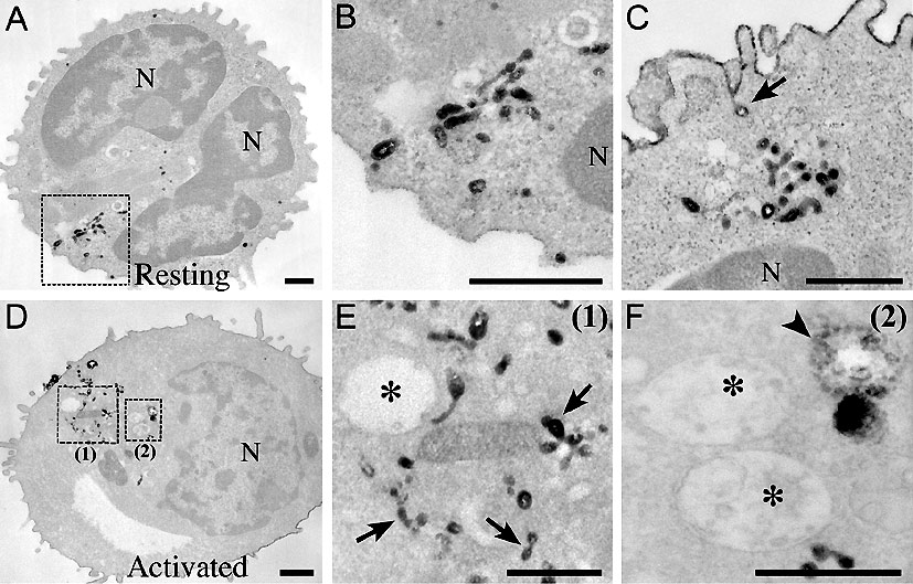 Membrane Trafficking