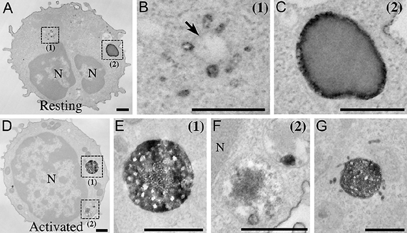 Membrane Trafficking