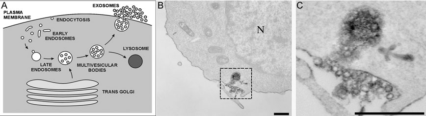 Membrane Trafficking