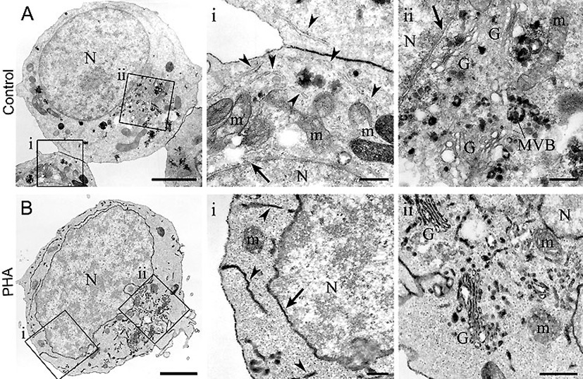 Membrane Trafficking