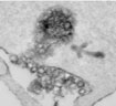 Membrane Trafficking