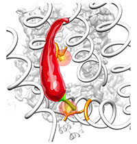 capsaicin-molecule