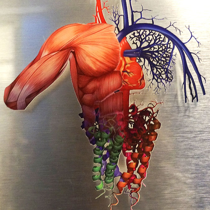 Physiology of Cannabis