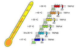 thermoTRPs-as-T-sensors