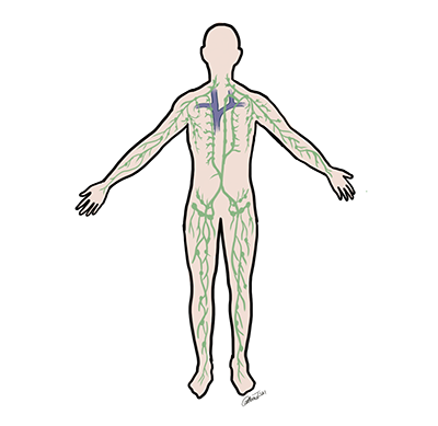 Lymphatic System