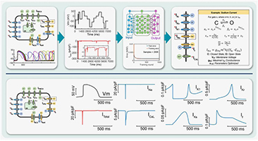 Digital Twin for the Win: Personalized Cardiac Electrophysiology