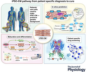 iPSC-CM pathway