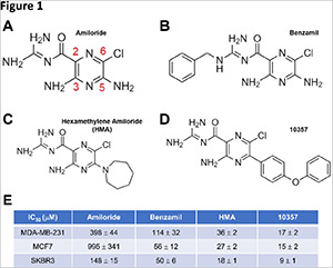 Modification of amiloride with lipophilic substituents enhances its cytotoxic potency