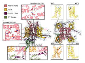 Landscape of Human Voltage-Gated Sodium Channels with AlphaFold