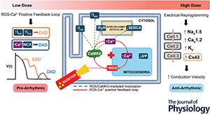Cellular mechanisms of radiation-induced myocyte dysfunction