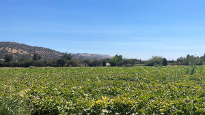 Field of crops under mountain range