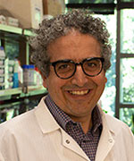 Roy-Ben Shalom, Ph.D