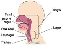 Head and neck anatomy