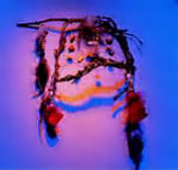 PHOTO -- Native American Dreamcatcher