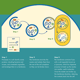 Arginine deiminase