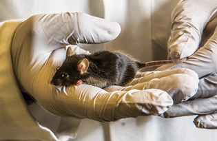 researcher holding mouse