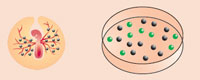 1. Primordial germ cells are removed from the blood of chick embryos and cultured. An alien gene, in this case a jellyfish gene for fluorescence, is added.