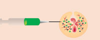 2. The transgenic cells are then injected into the circulatory system of new embryos, where they migrate to the developing gonads. The embryos are incubated until they hatch.