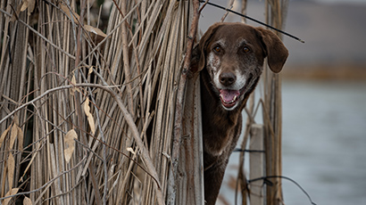 Josie the hunting dog