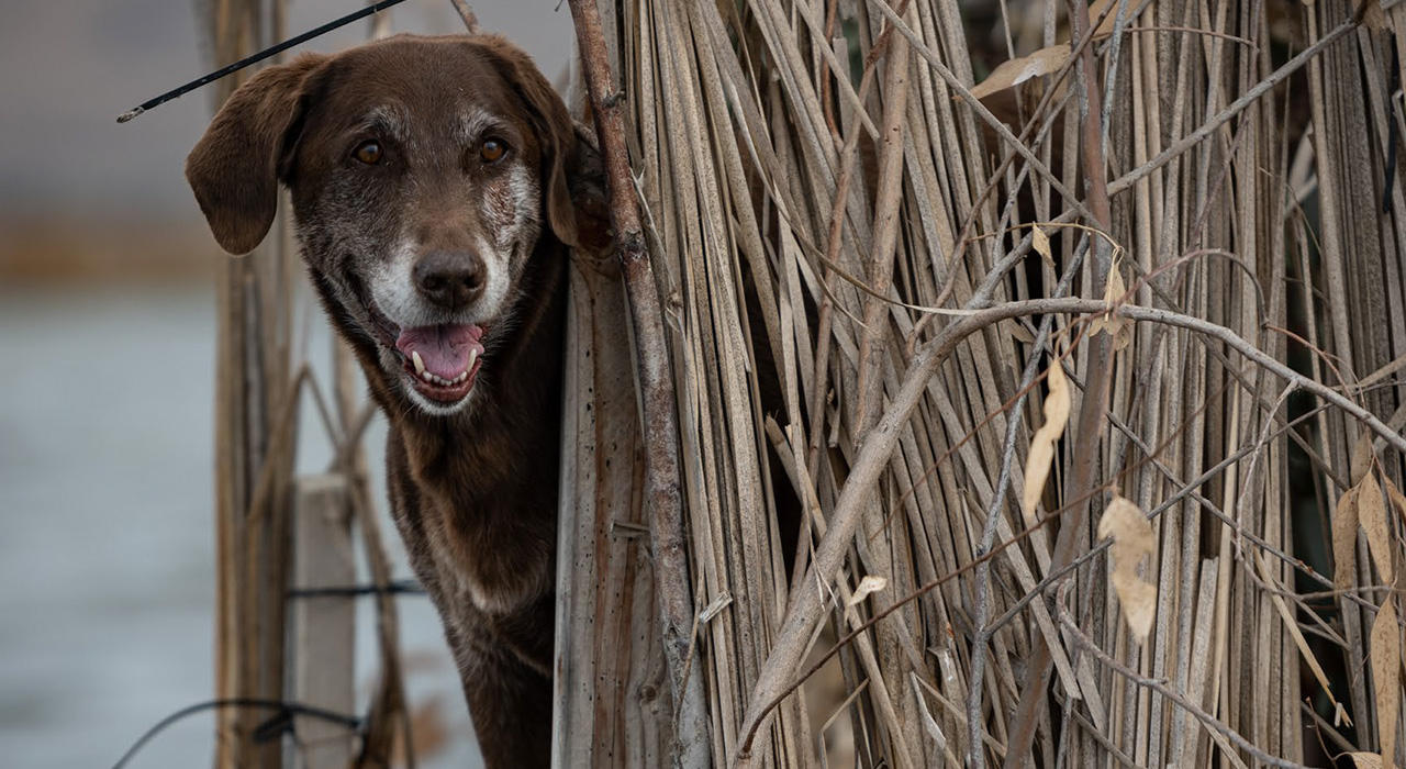 Josie the hunting dog