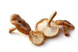 shiitake mushroom