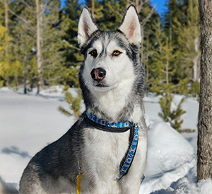 Canine cancer patient Bucky