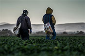 Farm Workers