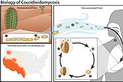 Biology of Coccidioidomycosis